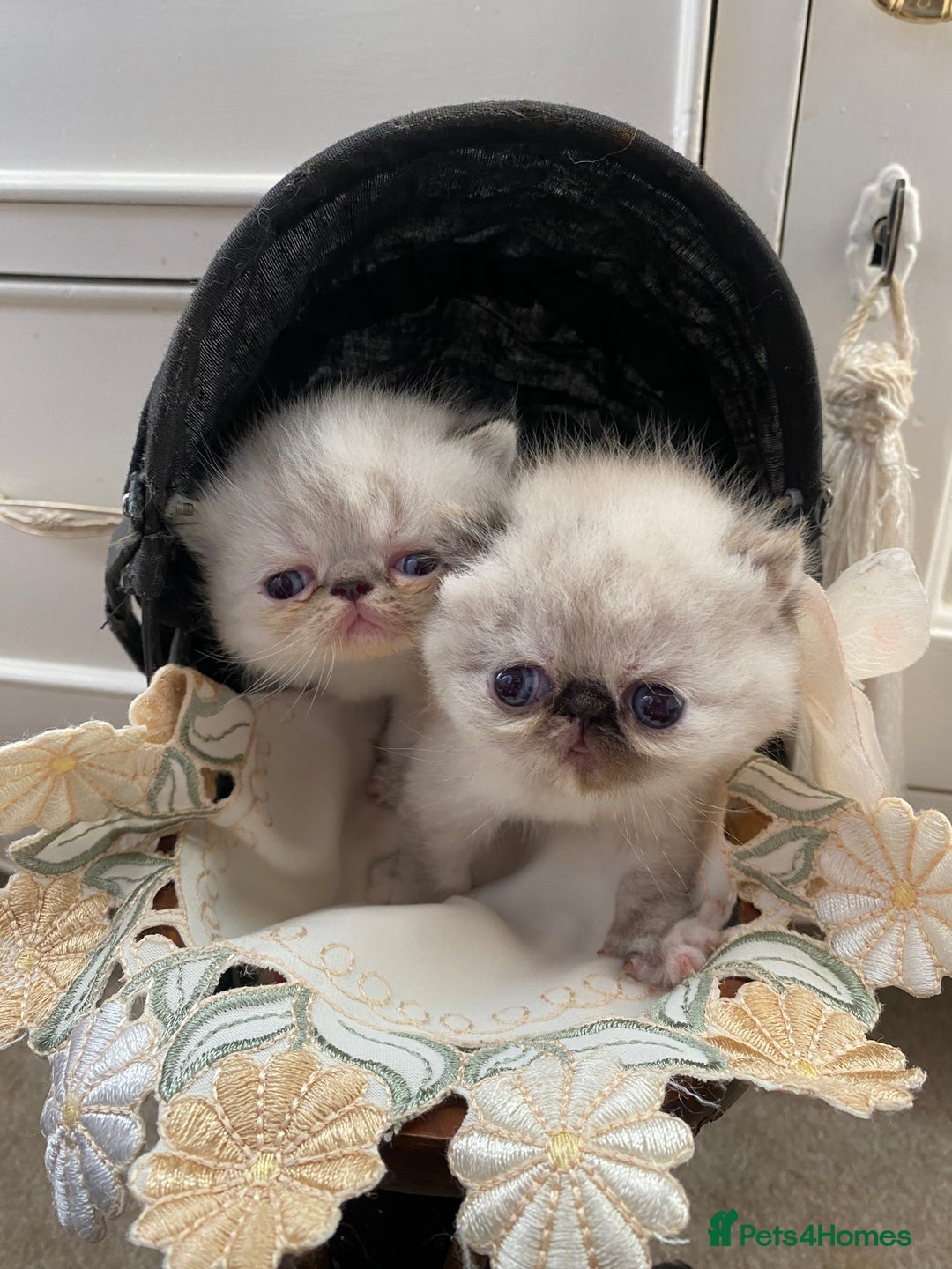 Exotic cats for sale: Outstanding exotic kittens  - Image 16