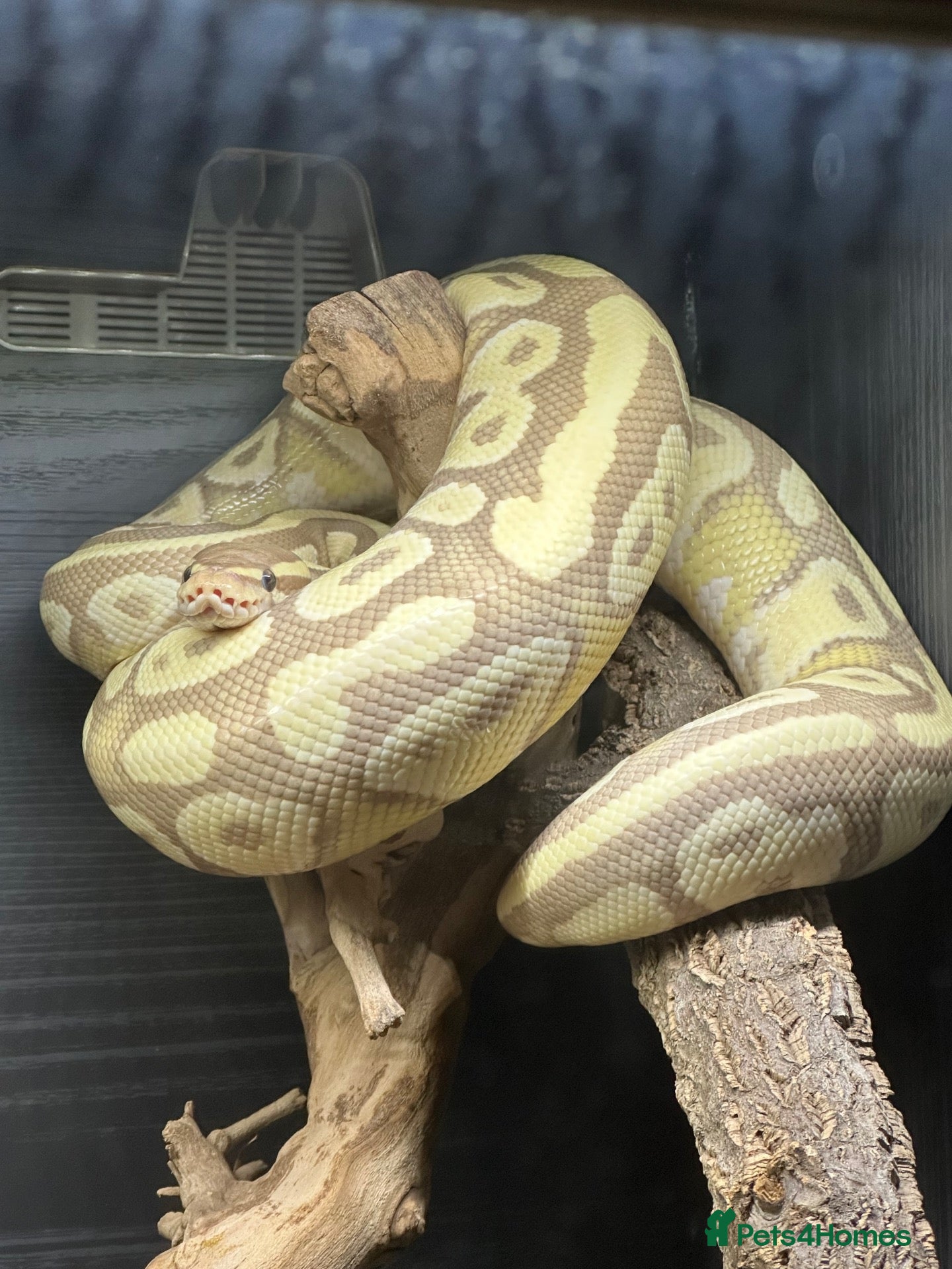 Python Snake reptiles Male banana royal python looking for loving home - Advert 4
