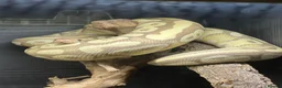 Python Snake reptiles for sale: Male banana royal python looking for loving home - Advert 1