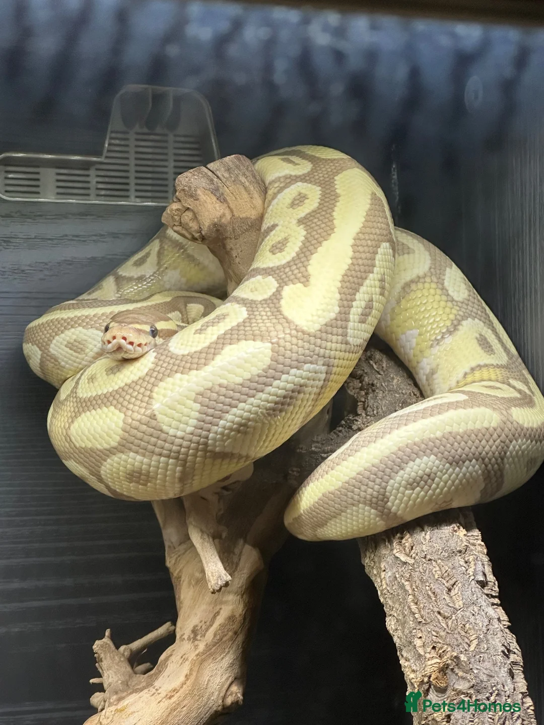 Python Snake reptiles for sale: Male banana royal python looking for loving home - Advert 1