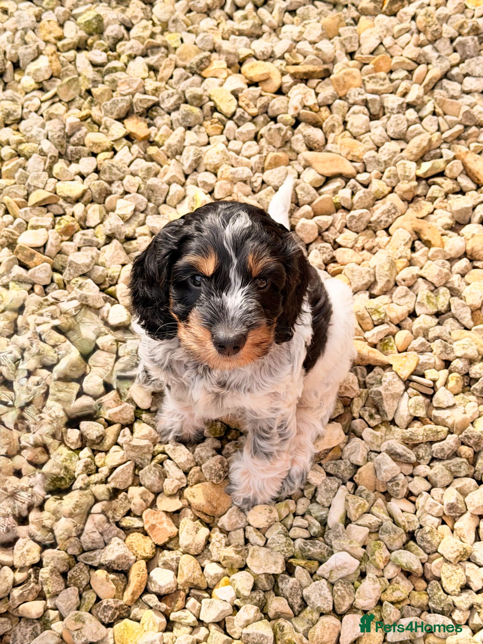 Cockapoo dogs F1 show type Cockapoos from health tested parents  - Advert 10