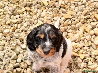 Cockapoo dogs F1 show type Cockapoos from health tested parents - Advert 10