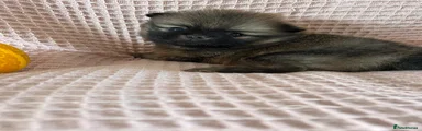 Pomeranian 3