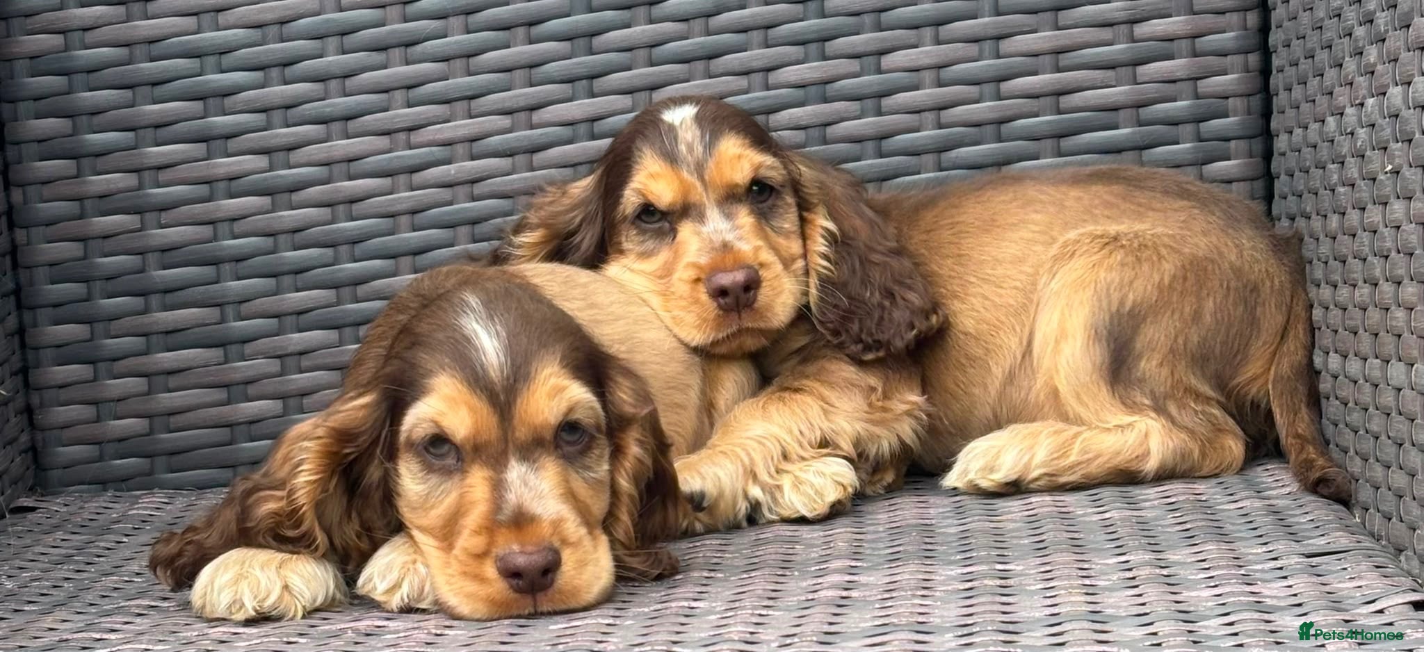 Cocker Spaniel dogs Beautiful top quality show type cocker spaniel  - Advert 16