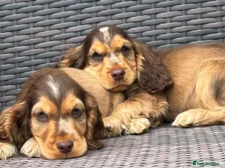 Cocker Spaniel dogs Beautiful top quality show type cocker spaniel - Advert 16