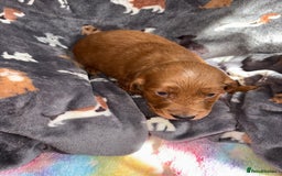 Cockapoo dogs for sale: 8 gorgeous little cockapoo puppies for sale - Image 7