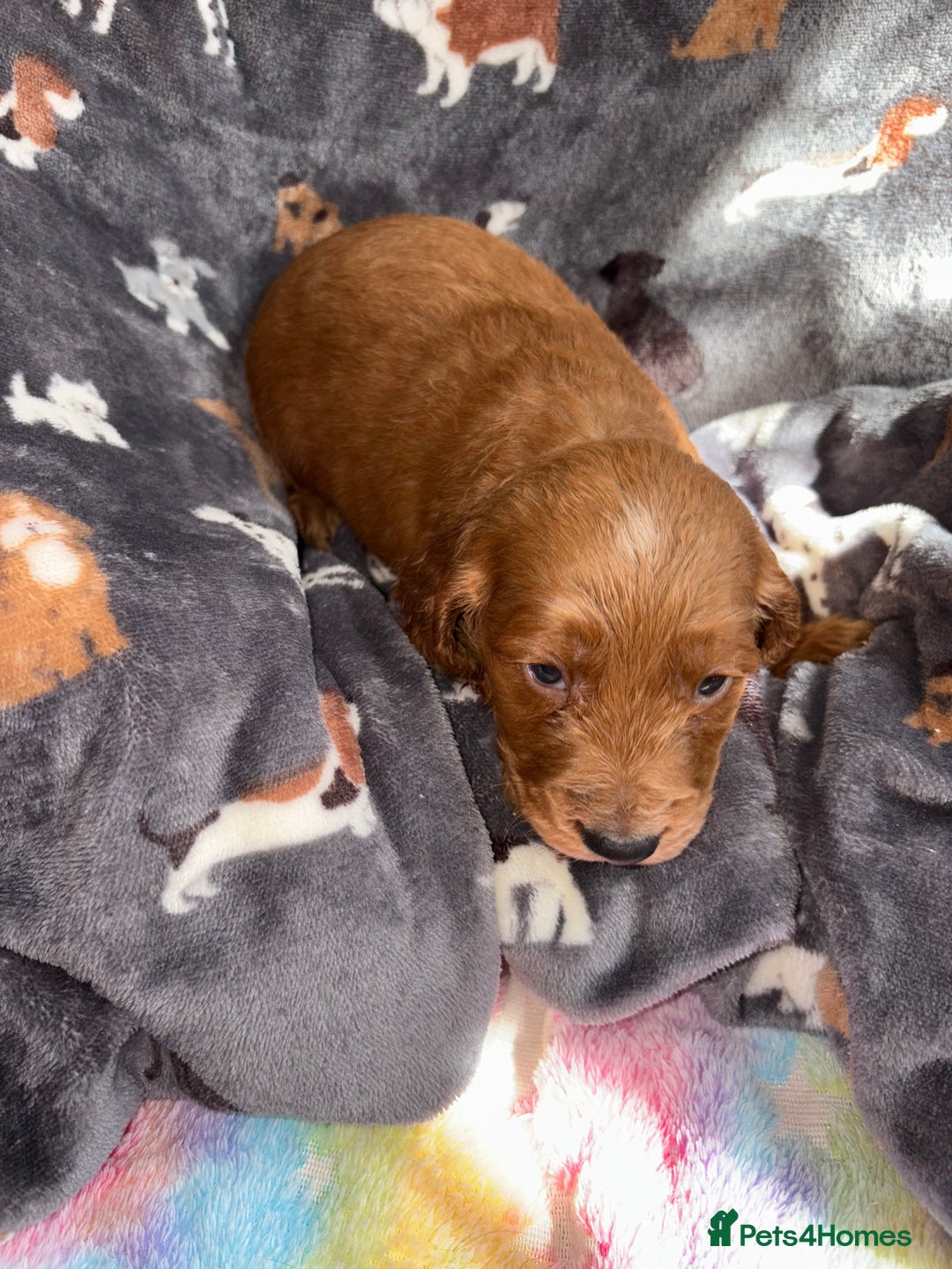 Cockapoo dogs for sale: 8 gorgeous little cockapoo puppies for sale - Image 7