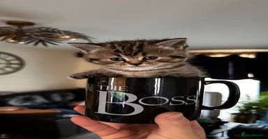 Scottish Fold cats - Advert 2