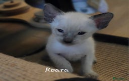 Siamese cats for sale: 8 super soft purebred GCCF reg Siamese - Image 24
