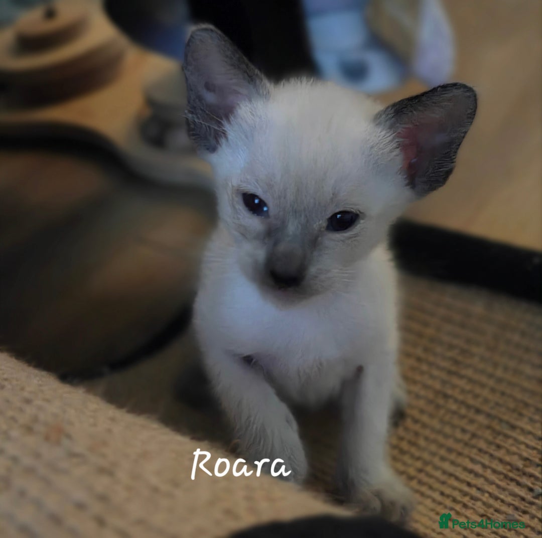 Siamese cats for sale: 8 super soft purebred GCCF reg Siamese - Image 24