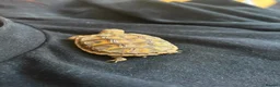 Hermann Tortoise reptiles for sale: Baby Herman Tortoise - Advert 3