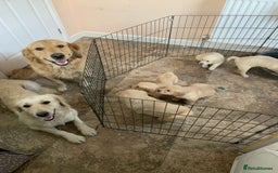 Golden Retriever dogs for sale: 💛Sweet Golden Retriever Girl remaining!💛 - Image 33