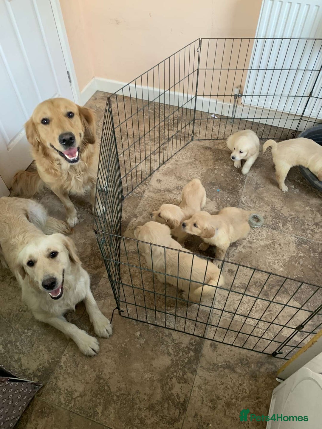Golden Retriever dogs for sale: 💛Sweet Golden Retriever Girl remaining!💛 - Image 33