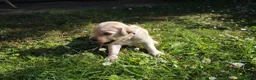 Golden Retriever dogs for sale: Litter of Golden Retriver puppies in Peterborough - Advert 10
