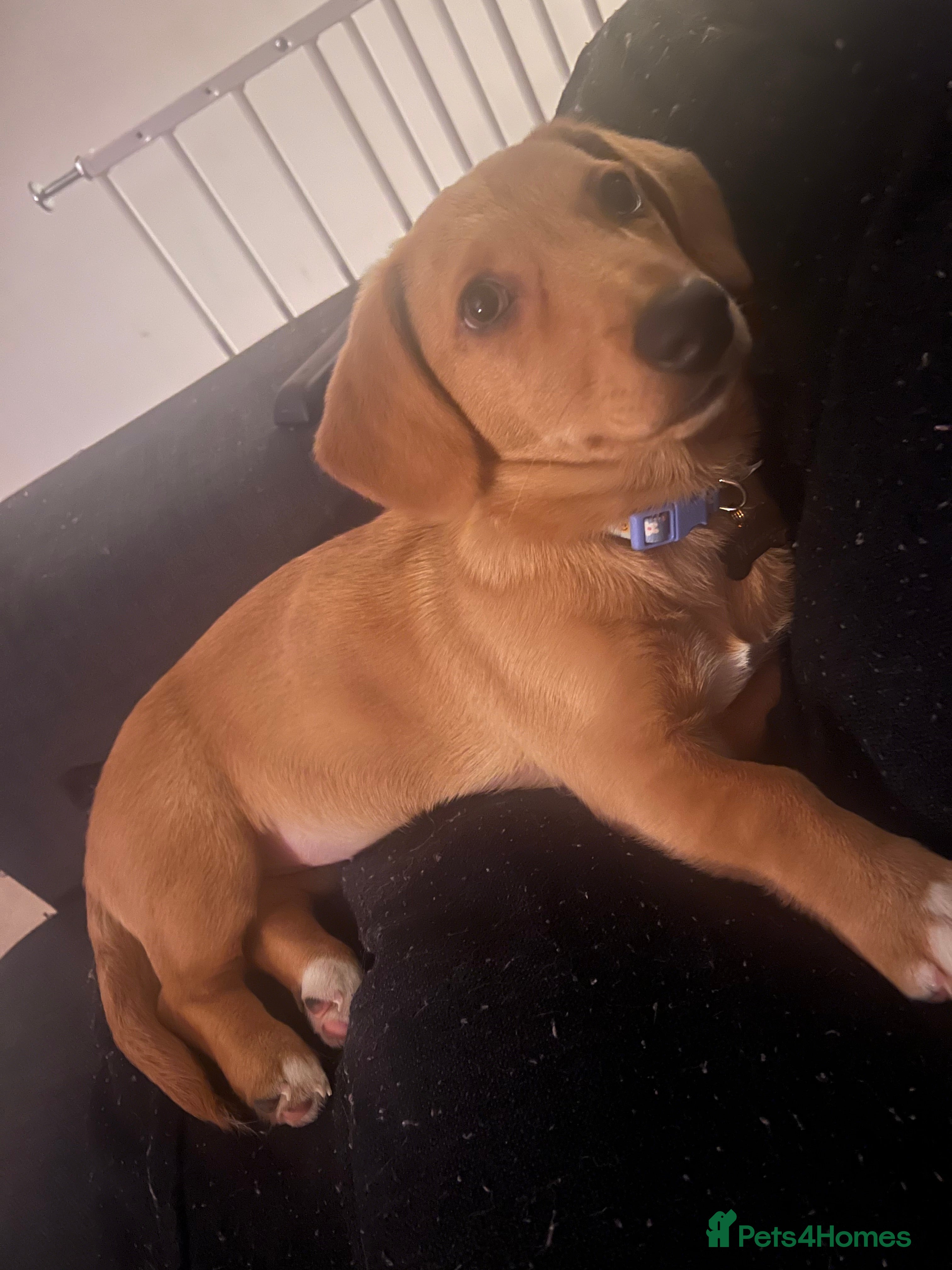 Mixed Breed dogs Dorgi Female Puppy - Advert 1