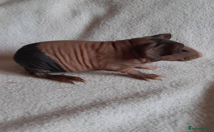 Guinea Pig rodents Skinny pigs + werewolfs .Various ages + prices. - Advert 11