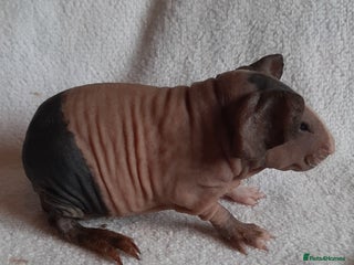 Guinea Pig rodents Skinny pigs + werewolfs .Various ages + prices. - Advert 6