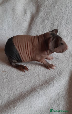 Guinea Pig rodents Skinny pigs + werewolfs .Various ages + prices. - Advert 4
