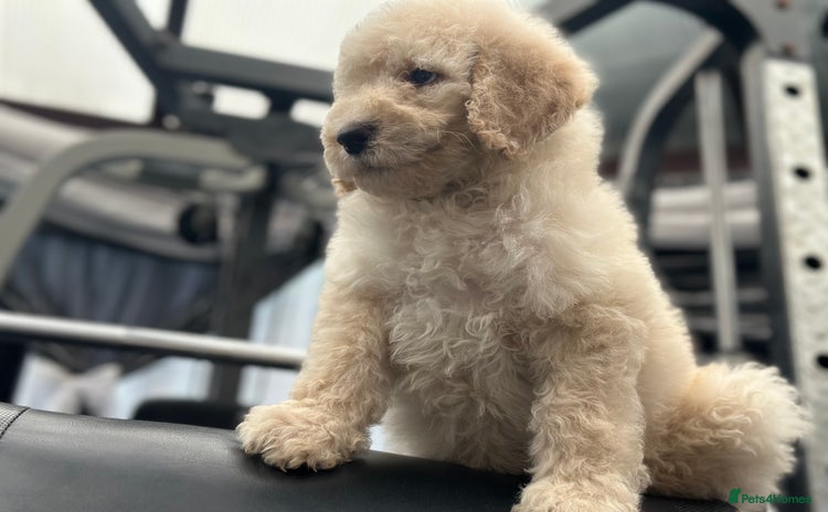 Mixed Breed dogs F1B SAINTBERNADOODLE NOVA 1295 B/W GIRL - Advert 16