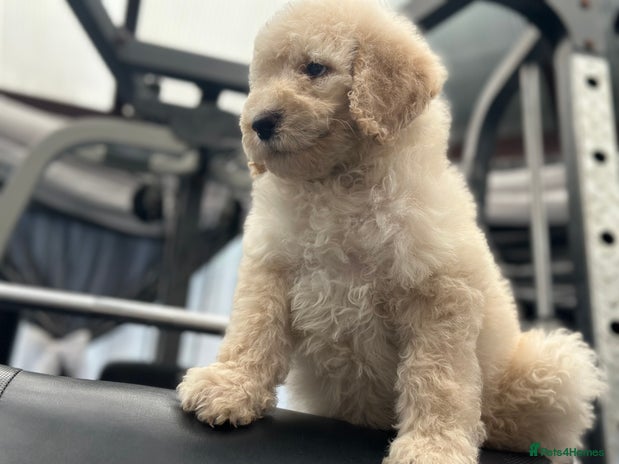 Mixed Breed dogs F1B SAINTBERNADOODLE NOVA 1295 B/W GIRL - Advert 16