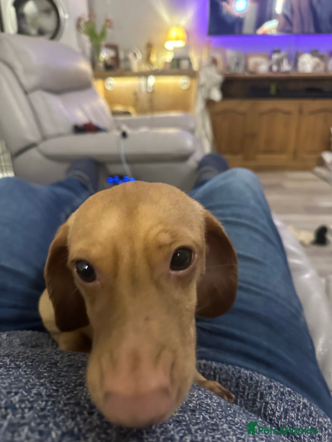Miniature Dachshund dogs for stud: Cream Male for stud  in Waterlooville - Image 4