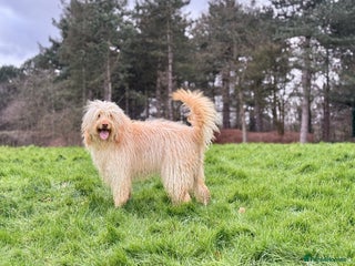Labradoodle dogs F4b Standard Labradoodles (Fully Health Tested) - Advert 2