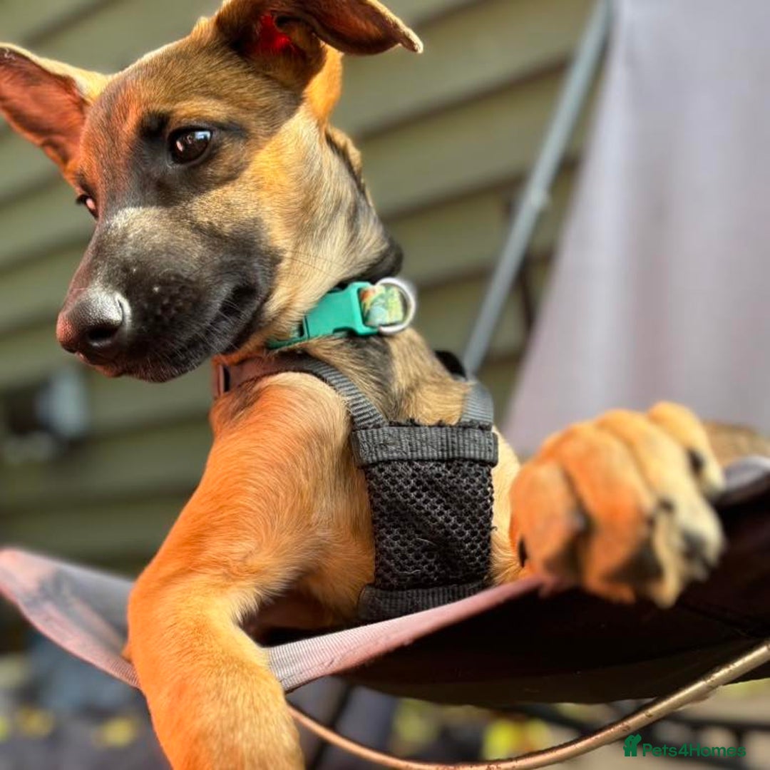 Mixed Breed dogs for adoption: 🐾 Meet Nami 🐾 - Image 5