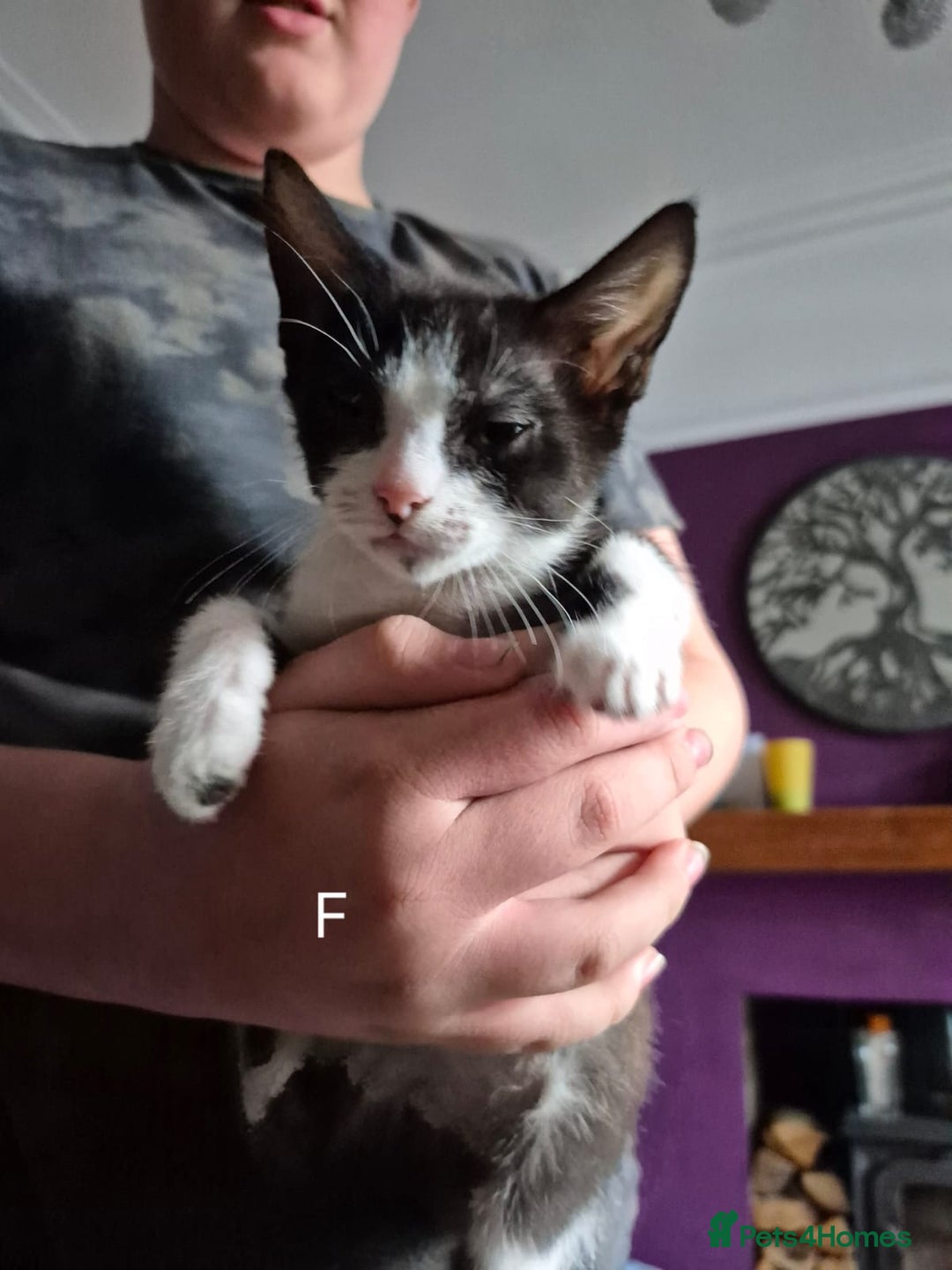 European cats for sale: Kittens for sale  - Image 6