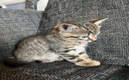 Domestic Shorthair cats for sale: 1 Gorgeous baby male Tiger left  - Image 8