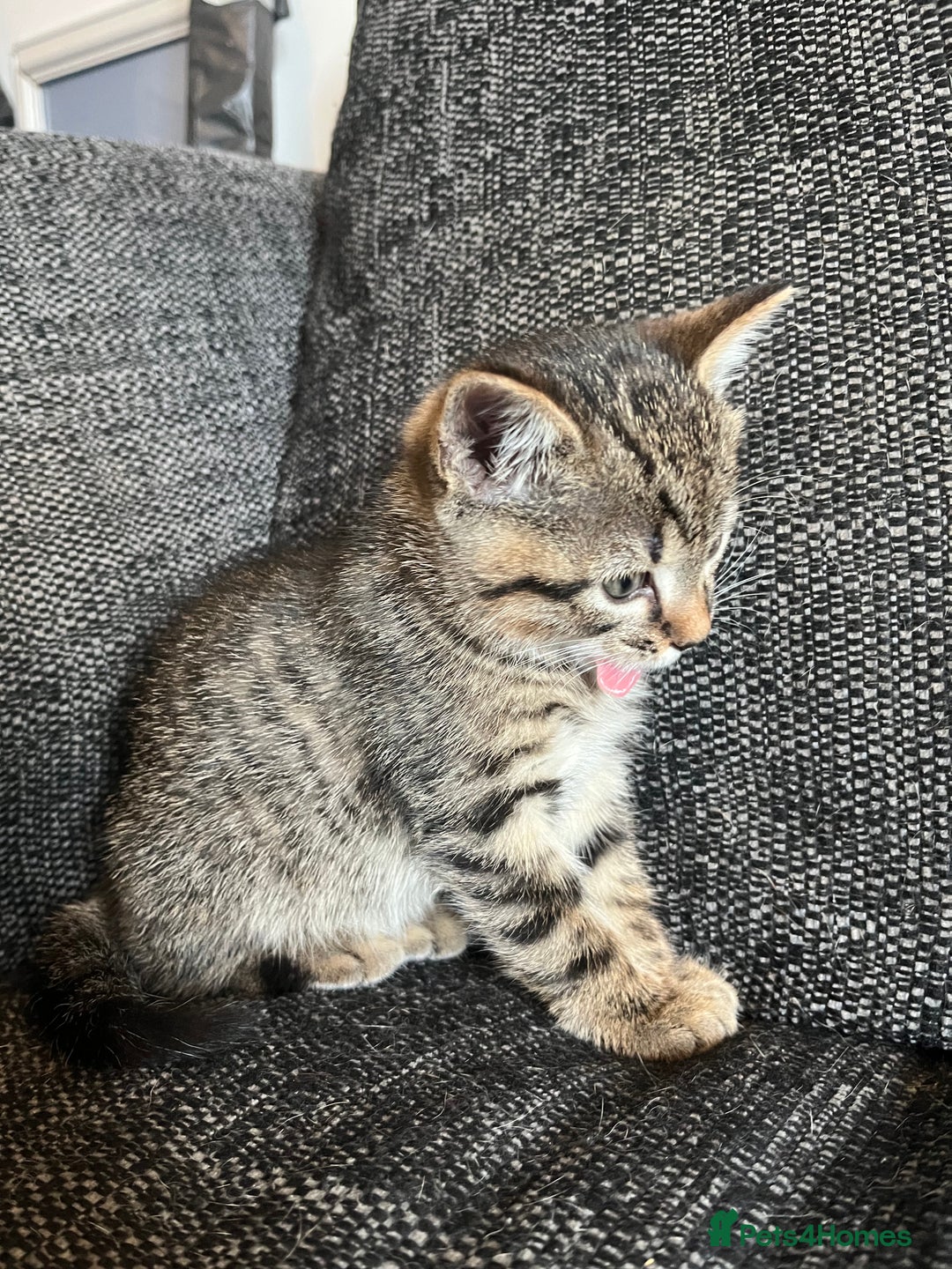 Domestic Shorthair cats for sale: 1 Gorgeous baby male Tiger left  - Image 8