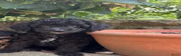 Cavapoochon dogs for sale: Cavapoochon pups health tested parents  - Advert 10