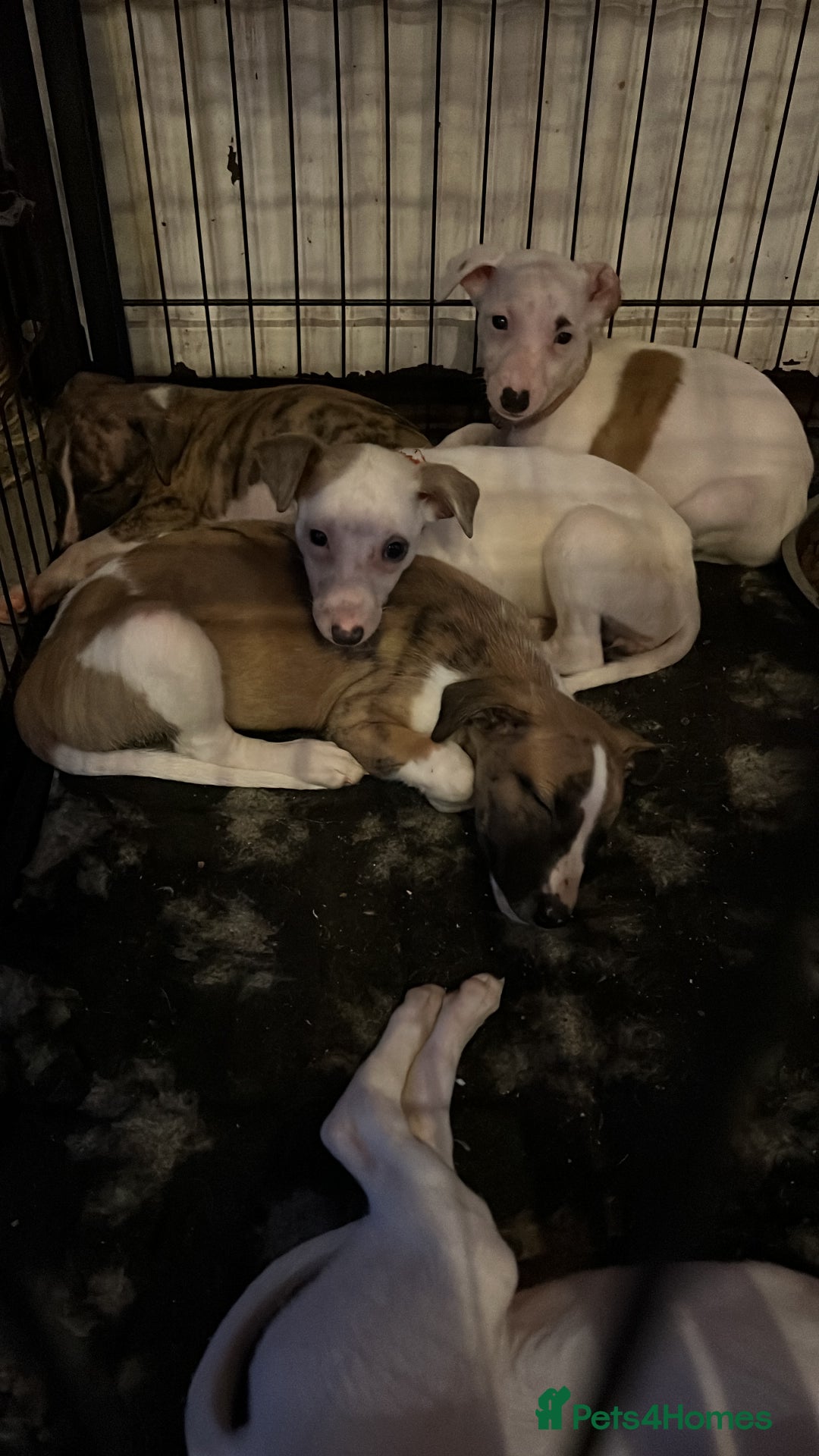 Whippet dogs for sale: Whippet pups - Advert 1