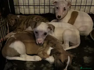 Whippet dogs Whippet pups - Advert 7