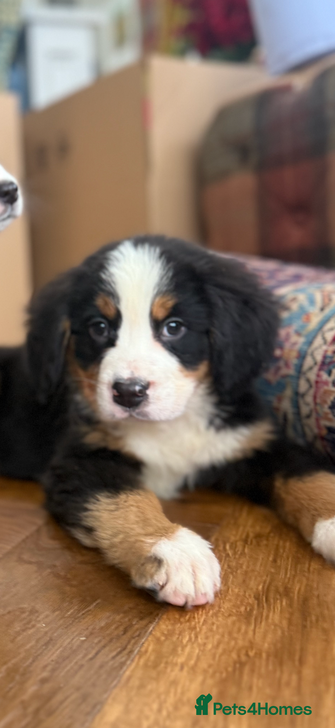 Bernese Mountain Dog dogs for sale: Bernese Mountain Dog Pups  - Advert 25