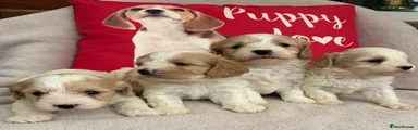 Cavachon 5