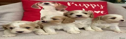 Cavachon dogs for sale: Cavashon puppies  - Advert 10