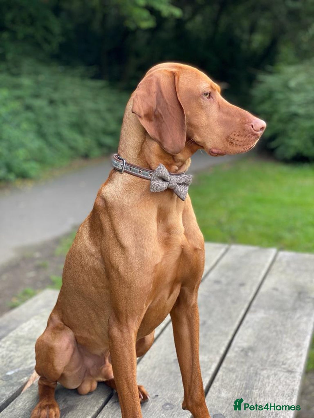 Hungarian Vizsla dogs for stud: Rolo Hungarian Viszla STUD in Treharris - Advert 6