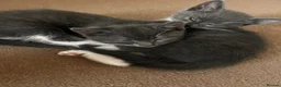Mixed Breed cats for sale: Female kitten  - Advert 4