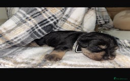 Miniature Schnauzer dogs for sale: 8 beautiful kc registered miniature schnauzer pups - Image 8