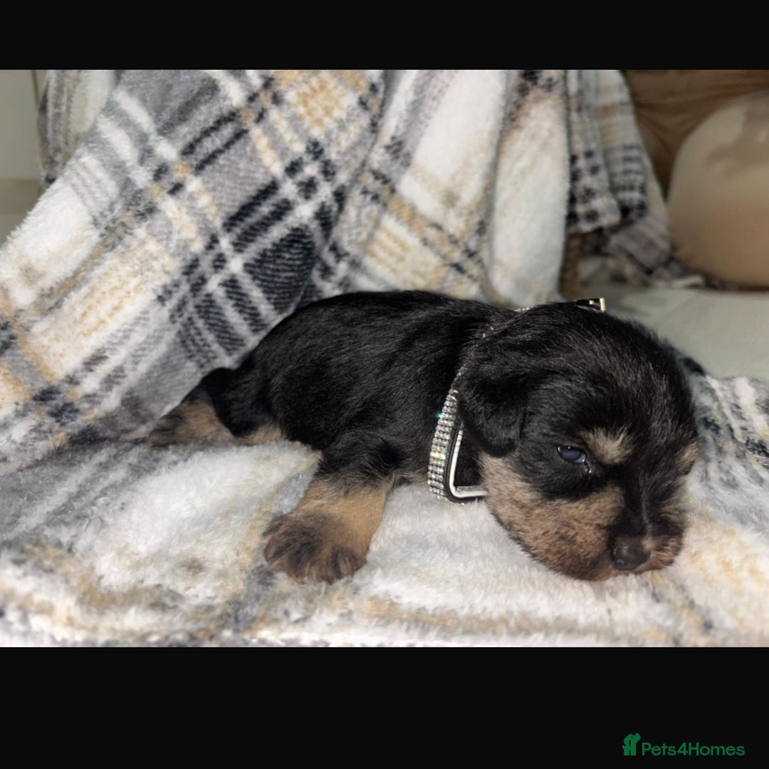 Miniature Schnauzer dogs for sale: 8 beautiful kc registered miniature schnauzer pups - Image 8