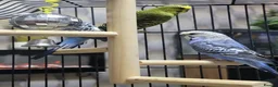 Budgerigars birds for sale: Budgies, Cage and extras in Leeds - Advert 8