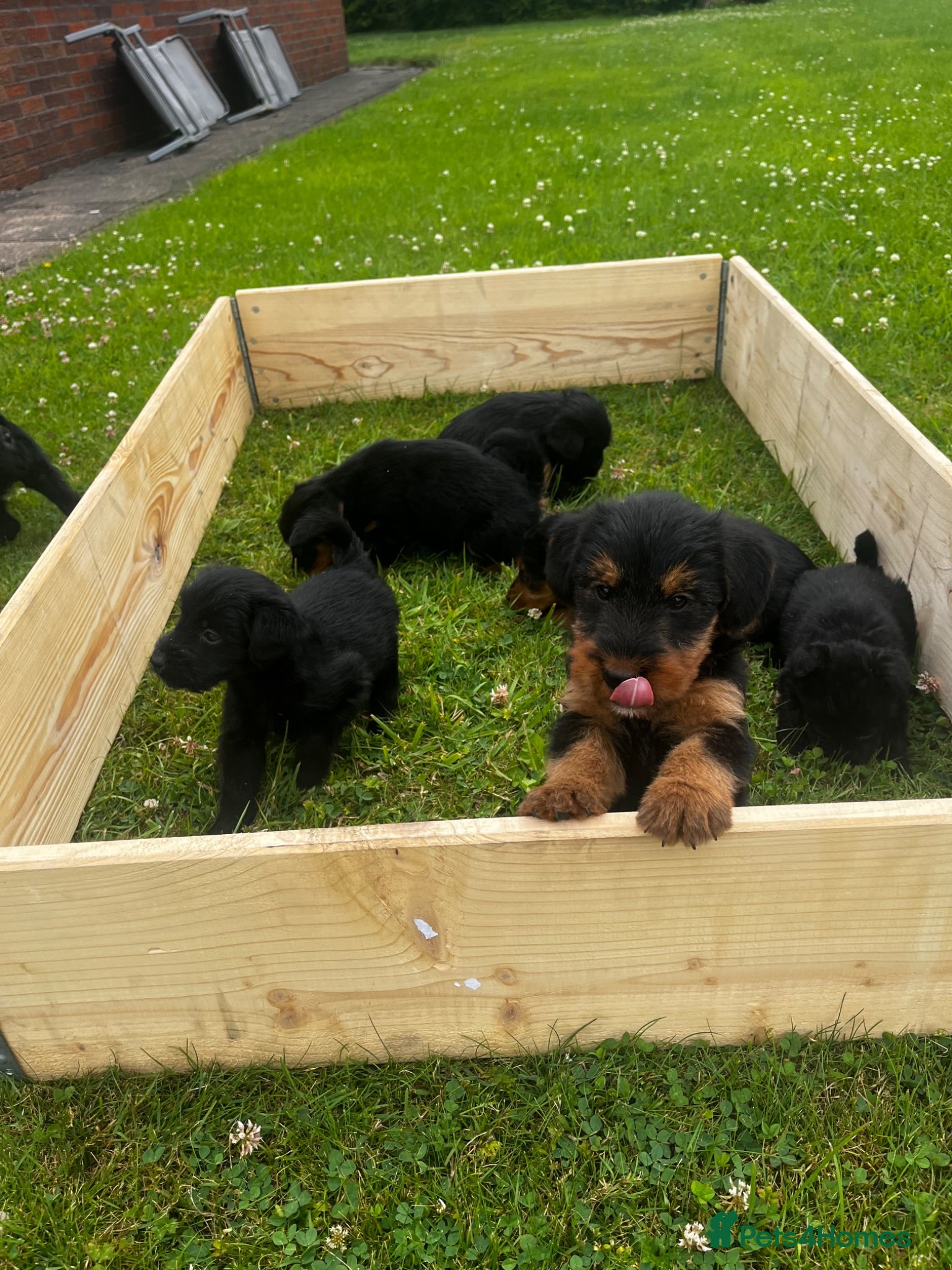Mixed Breed dogs 3/4 welsh terrier 1/4cocker spaniel puppys - Advert 2
