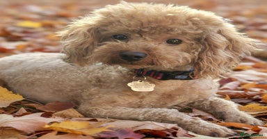 Cockapoo dogs Cockerpoo puppy’s  - Advert 16