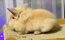 Lionhead rabbits for sale: Double Mane (f)&No Mane(m) Lionhead £50 & £2 - Image 8