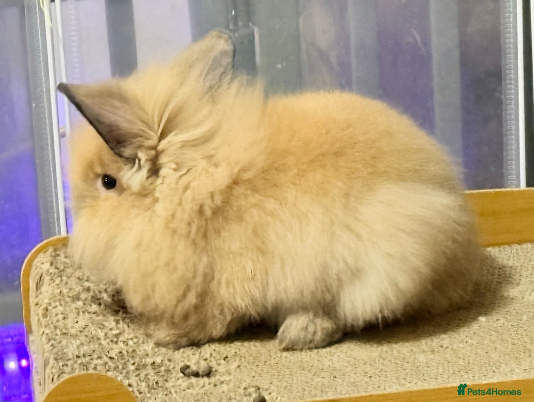 Lionhead rabbits for sale: Double Mane (f)&No Mane(m) Lionhead £50 & £2 - Image 8