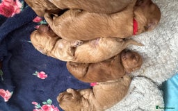 Cavapoo dogs for sale: Cavapoo puppies  - Image 4
