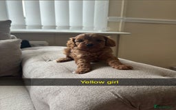 Cavapoo dogs for sale: Cava poo puppies, Ruby Red - Image 3