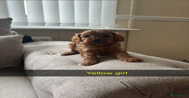 Cavapoo dogs - Advert 6