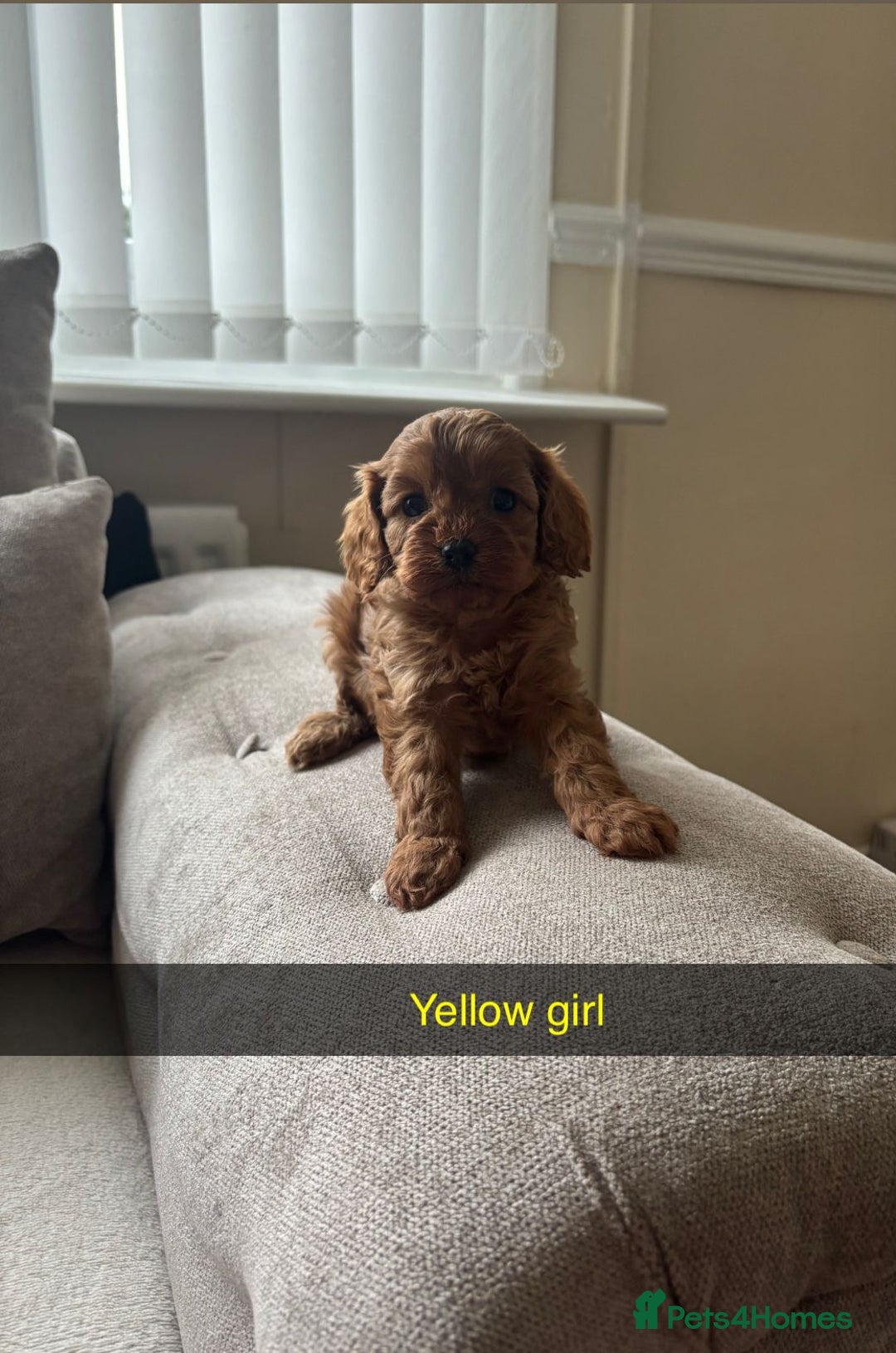 Cavapoo dogs for sale: Cava poo puppies, Ruby Red - Image 3