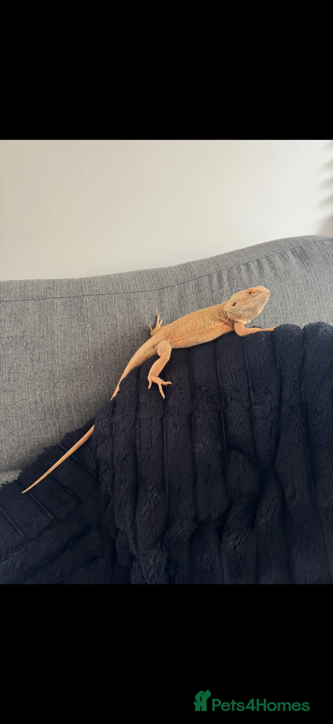 Bearded Dragon reptiles for sale: male bearded dragon with full set up  in Peterlee - Advert 2